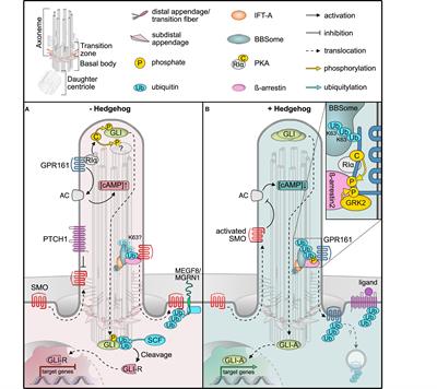 Frontiers | Phosphorylation And Ubiquitylation Regulate Protein ...